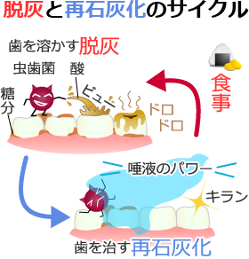 脱灰の再石灰化のサイクル